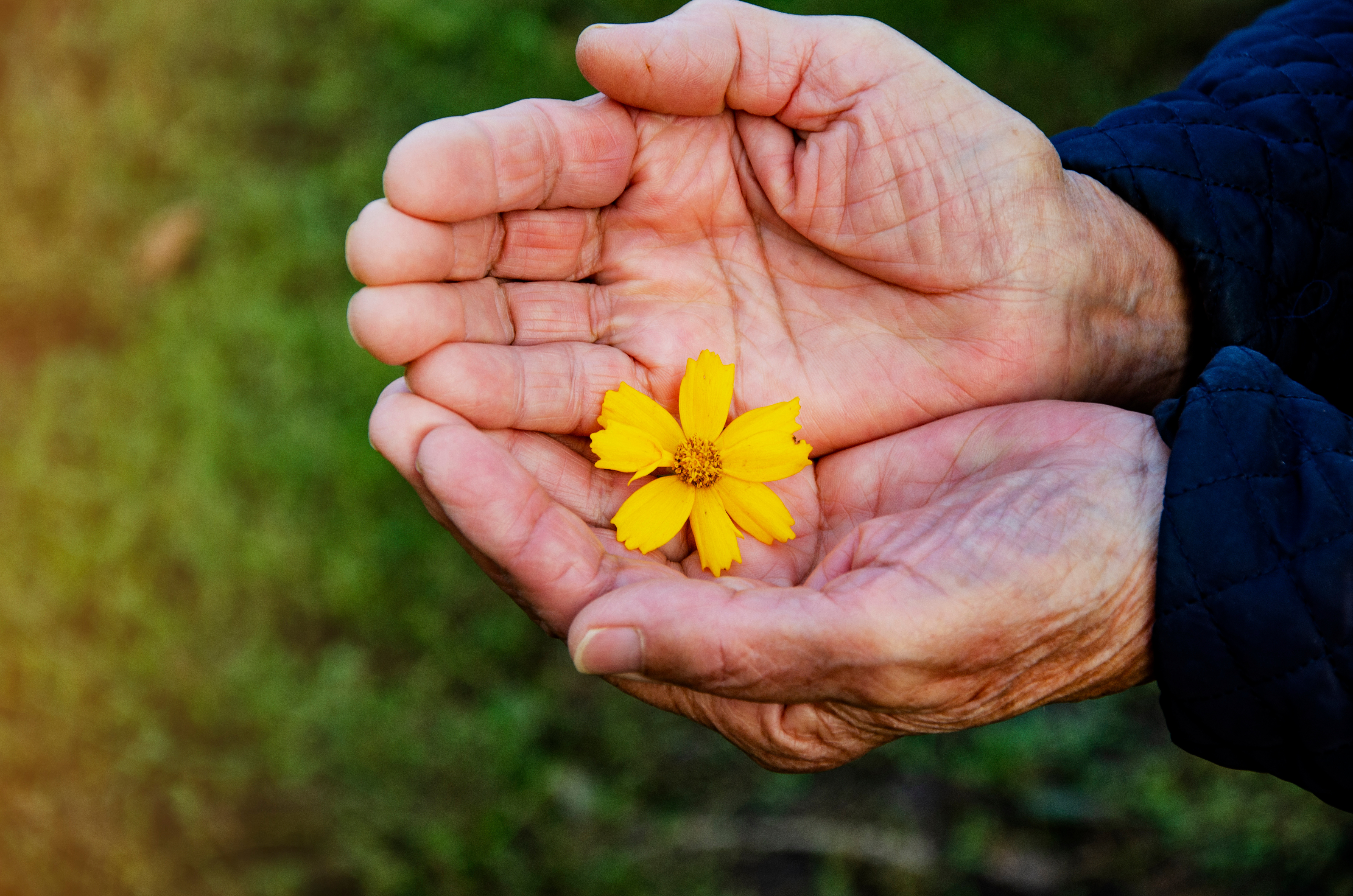 Close-up of an older person's cupped hands gently holding a small yellow flower. The person is wearing a dark quilted jacket, and the softly blurred green background suggests an outdoor setting. The image conveys care, tenderness, and a connection with nature.